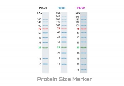 바이오마트, Protein size marker, 10~245 kDa, 2 x 250μl, PB600, 