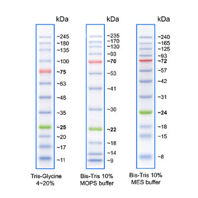 바이오마트, AccuBAND Prestained Protein Marker, 0.25 ml x 2, TLP-111, 12개의 선명한 Band와 3가지 color로 구성된 단백질 마커