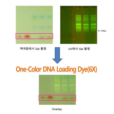 바이오마트, One-Color DNA Loading Dye, 10 ml, TLD-602.3, 1-color의 DNA Loding Dye로 50bp 아래에서 Dye가 이동하여 밴드 전개를 편하게 볼 수 있음
